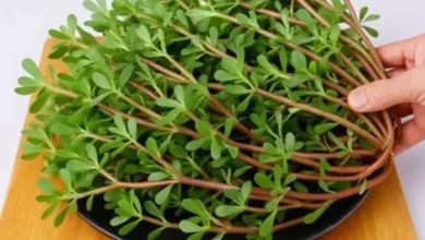 Ela cresce em todo lugar e muita gente joga fora: Descubra por que essa planta pode ser um verdadeiro tesouro na cozinha