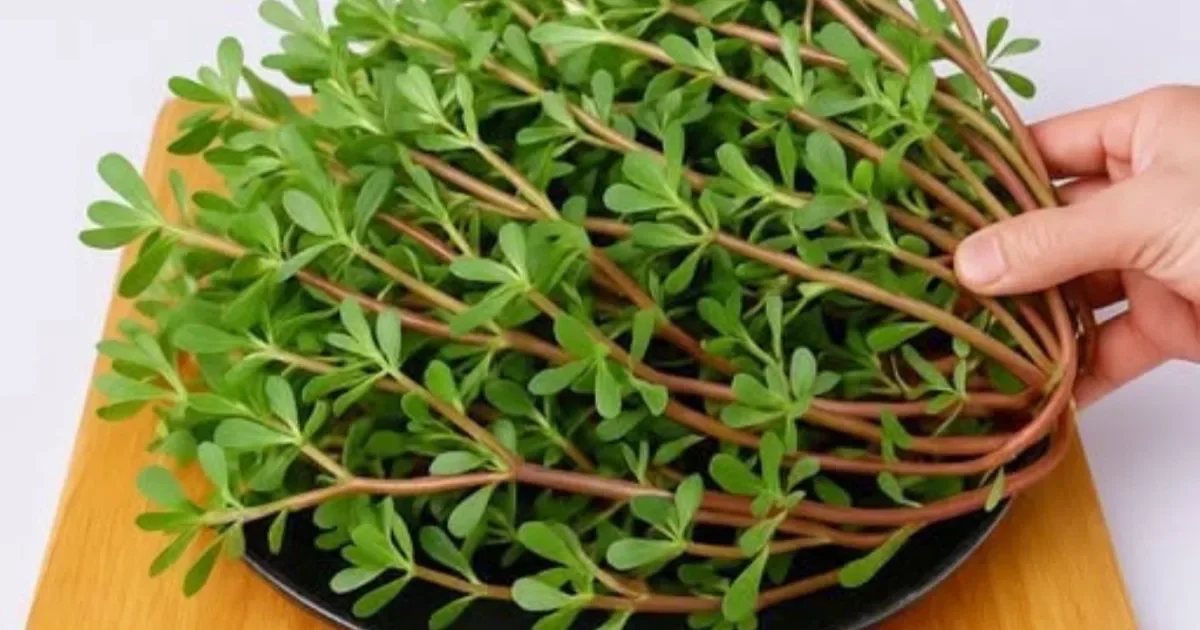 Ela cresce em todo lugar e muita gente joga fora: Descubra por que essa planta pode ser um verdadeiro tesouro na cozinha