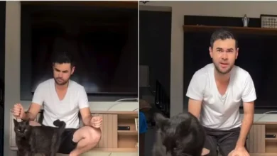 Gato vidente faz sua previsão para o jogo do Brasil contra a Noruega