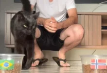 Gato vidente prevê Brasil x Noruega e mantém 100% de acerto