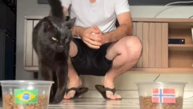 Gato vidente prevê Brasil x Noruega e mantém 100% de acerto