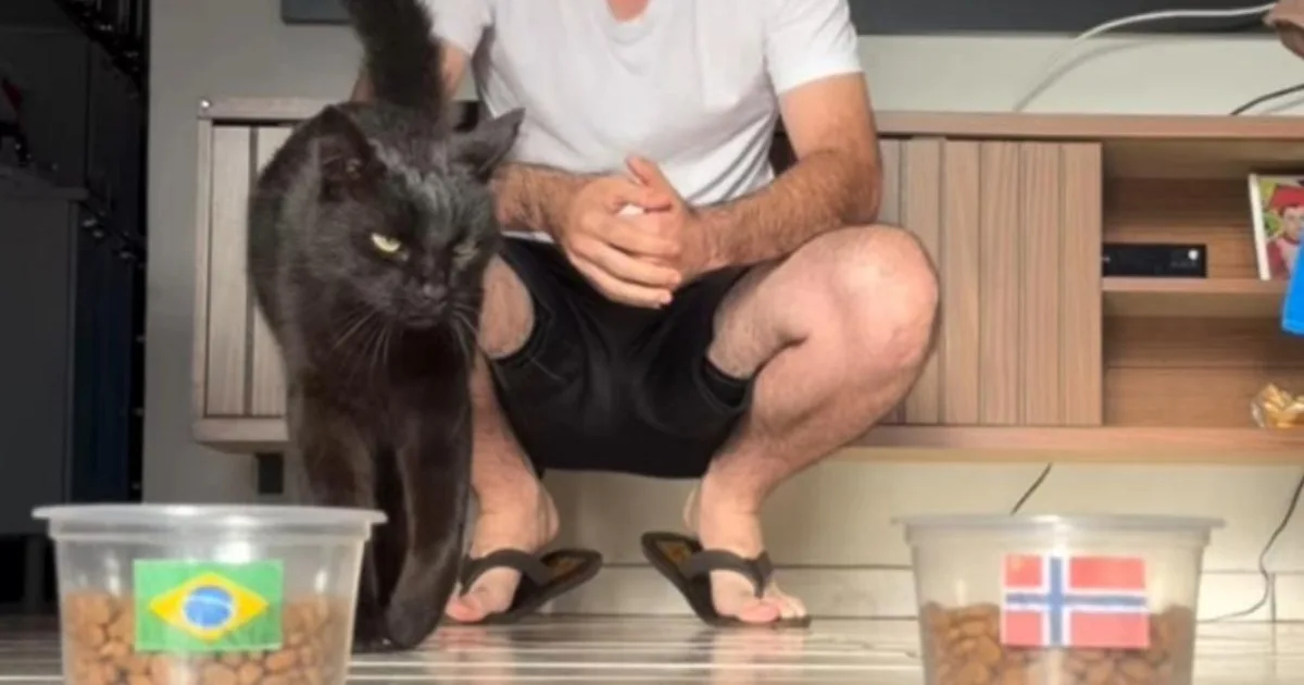 Gato vidente prevê Brasil x Noruega e mantém 100% de acerto
