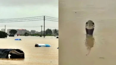 Mais de 900 cobras escapam de serpentário e assustam população
