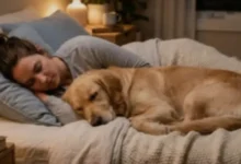 O que acontece quando os cães dormem dentro de casa?