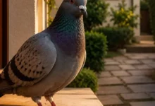 Pombo apareceu na sua casa? Descubra o que isso pode significar