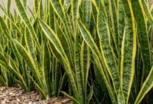7 plantas que podem ajudar a manter as cobras longe