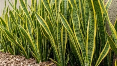 7 plantas que podem ajudar a manter as cobras longe