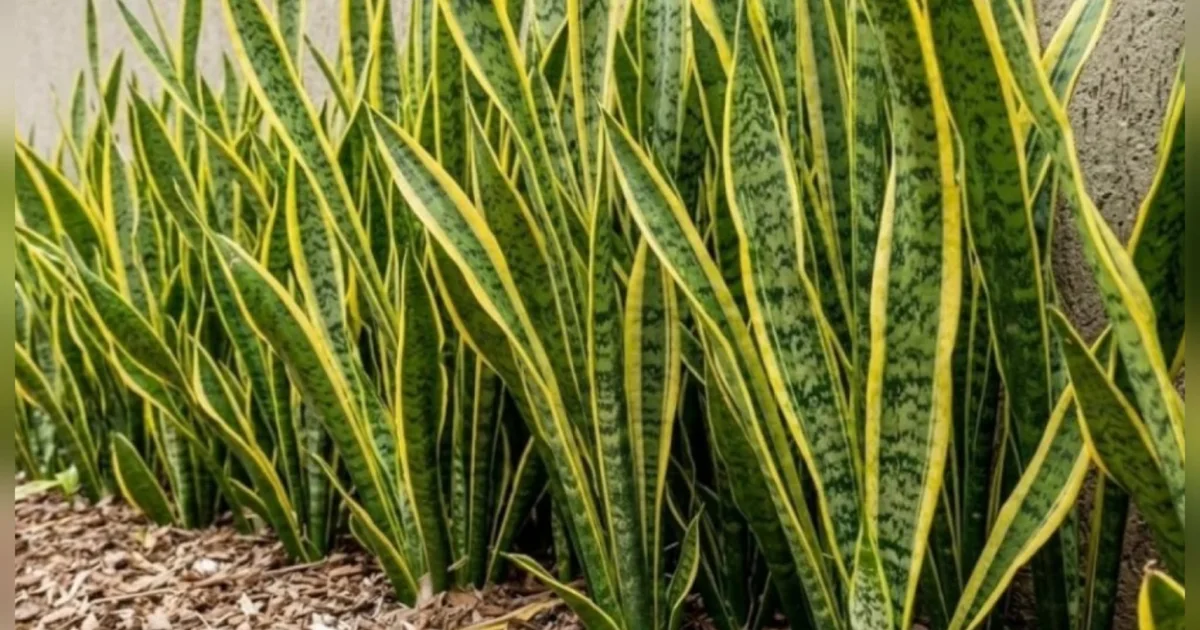7 plantas que podem ajudar a manter as cobras longe