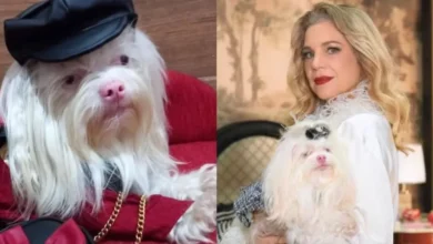 Conheça a cachorrinha que faz sucesso como Maria Antonieta na novela 'Quem Ama Cuida'