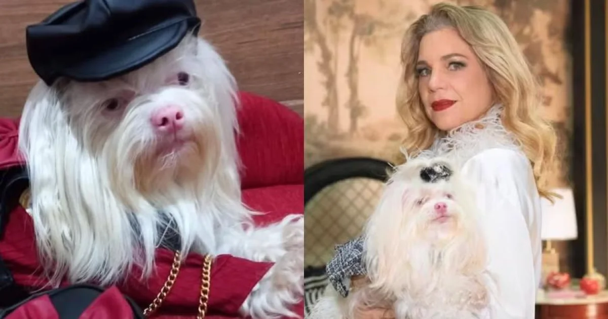 Conheça a cachorrinha que faz sucesso como Maria Antonieta na novela 'Quem Ama Cuida'