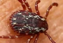 Encontrou Esse Bicho em Casa? Veja o Que Fazer e Como Evitar Acidentes