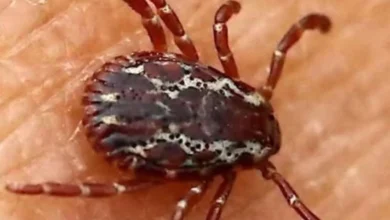Encontrou Esse Bicho em Casa? Veja o Que Fazer e Como Evitar Acidentes