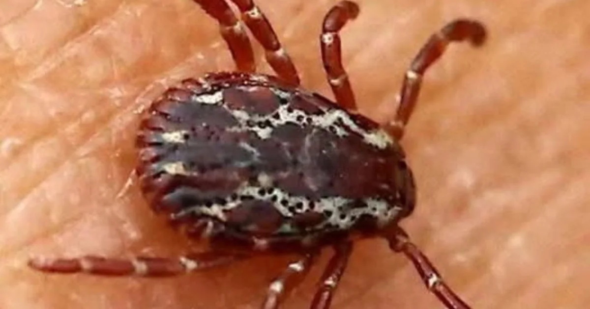 Encontrou Esse Bicho em Casa? Veja o Que Fazer e Como Evitar Acidentes