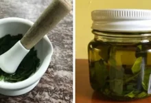 Folhas de louro em um pote: o antigo truque caseiro que voltou a chamar atenção