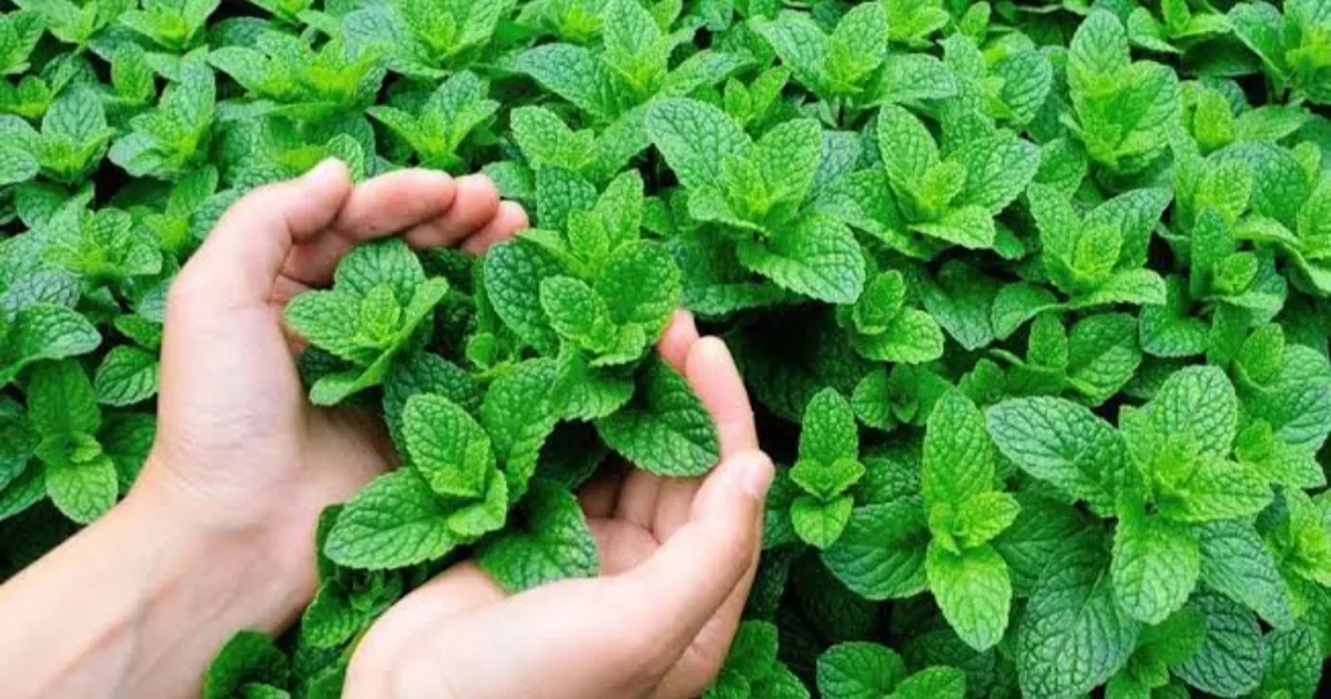 Hortelã é o ingrediente principal dessa receita simples: prepare em poucos minutos e descubra essa combinação deliciosa