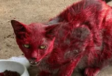 Mistério de “gata vermelha” intriga moradores