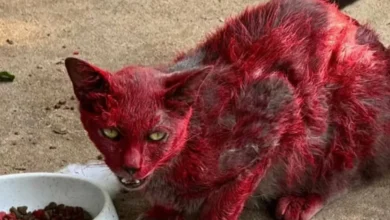 Mistério de “gata vermelha” intriga moradores