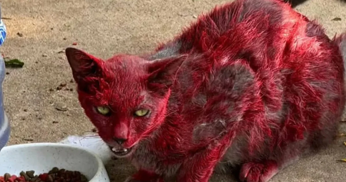 Mistério de “gata vermelha” intriga moradores