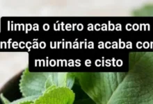 Receita caseira promete “limpar o útero”, mas cuidados com a saúde feminina exigem atenção