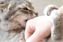 Seu gato parece carinhoso e, de repente, dá uma mordida? O motivo pode estar nos sinais que muitas vezes passam despercebidos