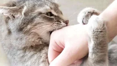 Seu gato parece carinhoso e, de repente, dá uma mordida? O motivo pode estar nos sinais que muitas vezes passam despercebidos