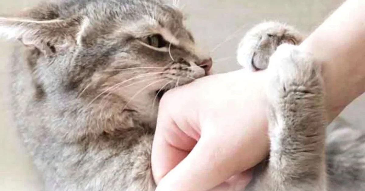 Seu gato parece carinhoso e, de repente, dá uma mordida? O motivo pode estar nos sinais que muitas vezes passam despercebidos