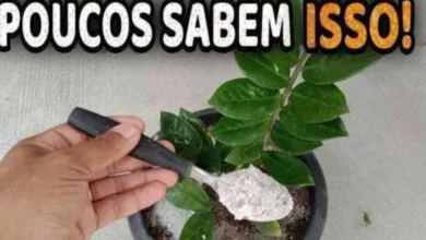 Truques caseiros para suas plantas crescerem e florescerem: o que realmente funciona