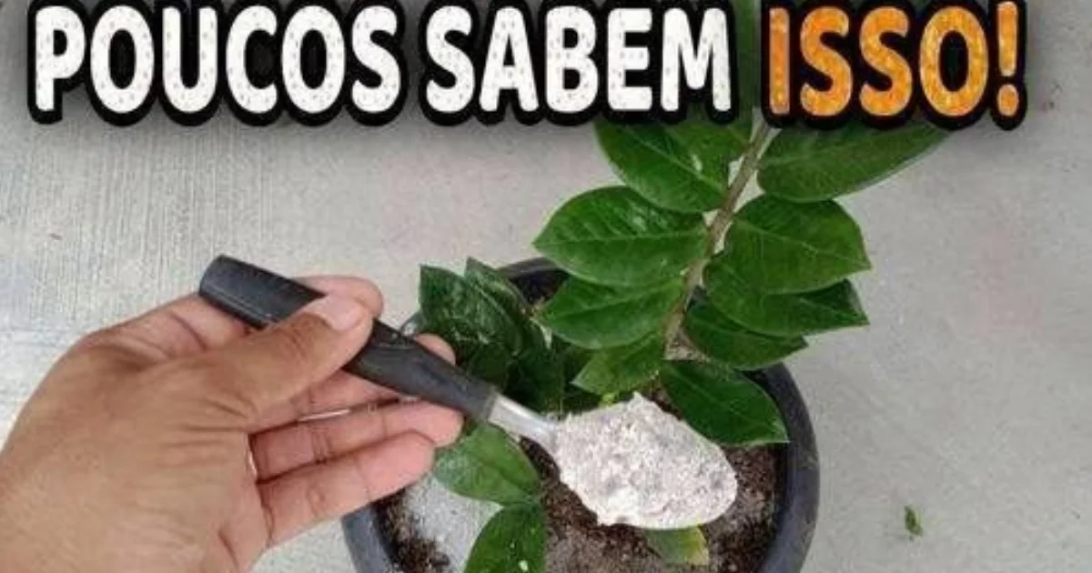 Truques caseiros para suas plantas crescerem e florescerem: o que realmente funciona
