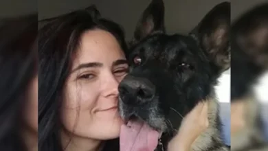 Veterinária perde a vida após ser mordida por cão em canil