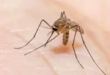 A dica simples para encontrar um mosquito escondido no quarto e acabar com o incômodo