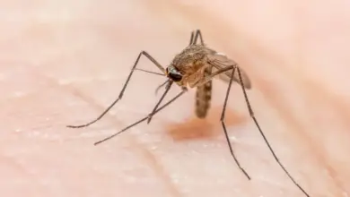 A dica simples para encontrar um mosquito escondido no quarto e acabar com o incômodo