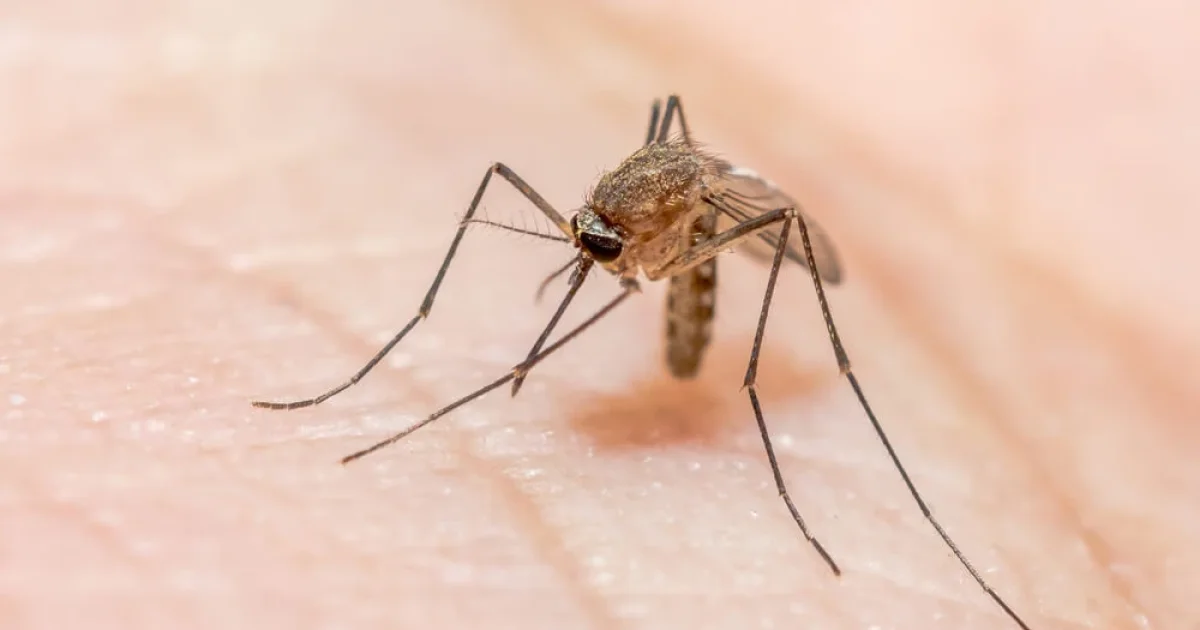 A dica simples para encontrar um mosquito escondido no quarto e acabar com o incômodo