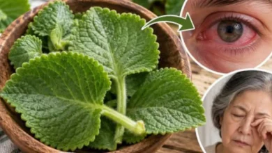 A planta que está surpreendendo os oftalmologistas? Entenda o que realmente se sabe sobre essa promessa para a visão