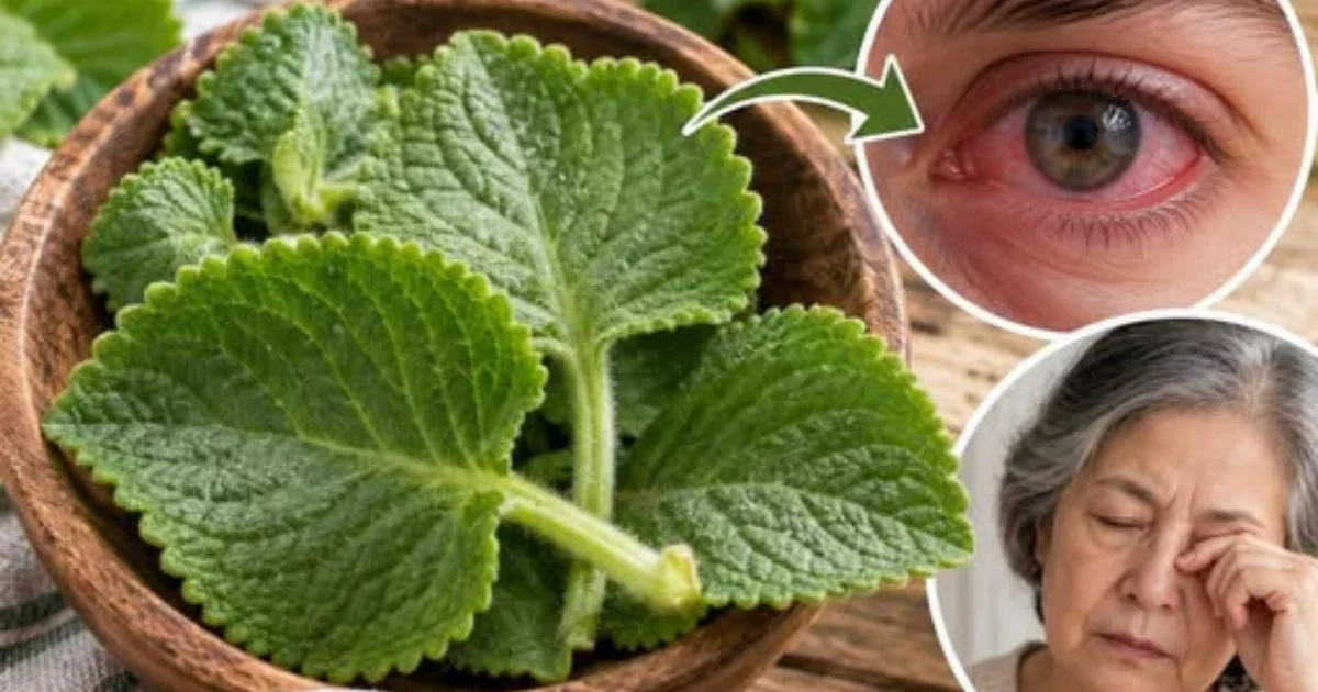 A planta que está surpreendendo os oftalmologistas? Entenda o que realmente se sabe sobre essa promessa para a visão