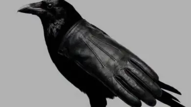 A Primeira Coisa Que Você Vê Nesta Imagem Revela Se Você É Uma Pessoa Violenta? Entenda o Que a Psicologia Diz