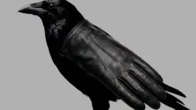 A primeira coisa que você vê nesta imagem revela sua personalidade? Entenda o que esse teste realmente pode dizer