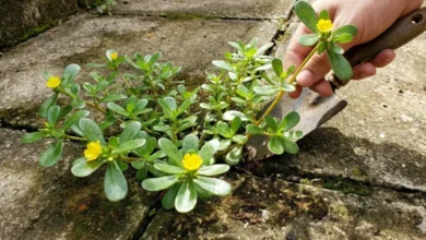 Antes que você odeie essa planta, saiba por que a beldroega chama tanta atenção
