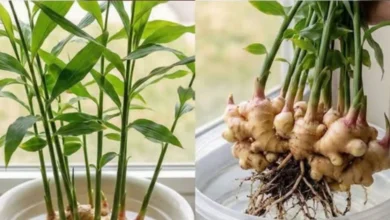 Aprenda a cultivar gengibre com apenas um copo de água