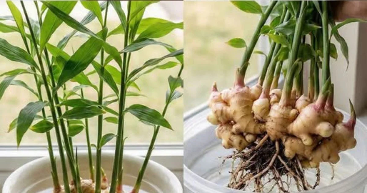 Aprenda a cultivar gengibre com apenas um copo de água