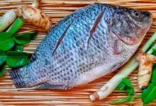 Cientistas revelam que comer tilápia pode causar inflamação? Entenda o que as pesquisas realmente mostram