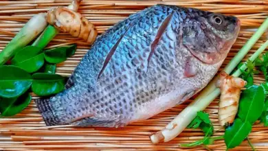 Cientistas revelam que comer tilápia pode causar inflamação? Entenda o que as pesquisas realmente mostram