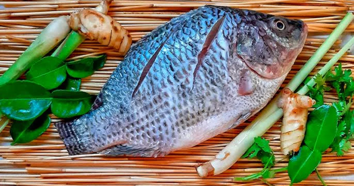 Cientistas revelam que comer tilápia pode causar inflamação? Entenda o que as pesquisas realmente mostram