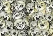 Desafio dos corujas: você consegue encontrar a figura diferente em poucos segundos?