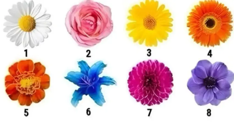 Escolha uma flor e descubra o que ela pode revelar sobre seu jeito de ser