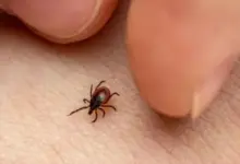Febre maculosa preocupa no interior de SP