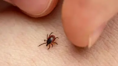 Febre maculosa preocupa no interior de SP