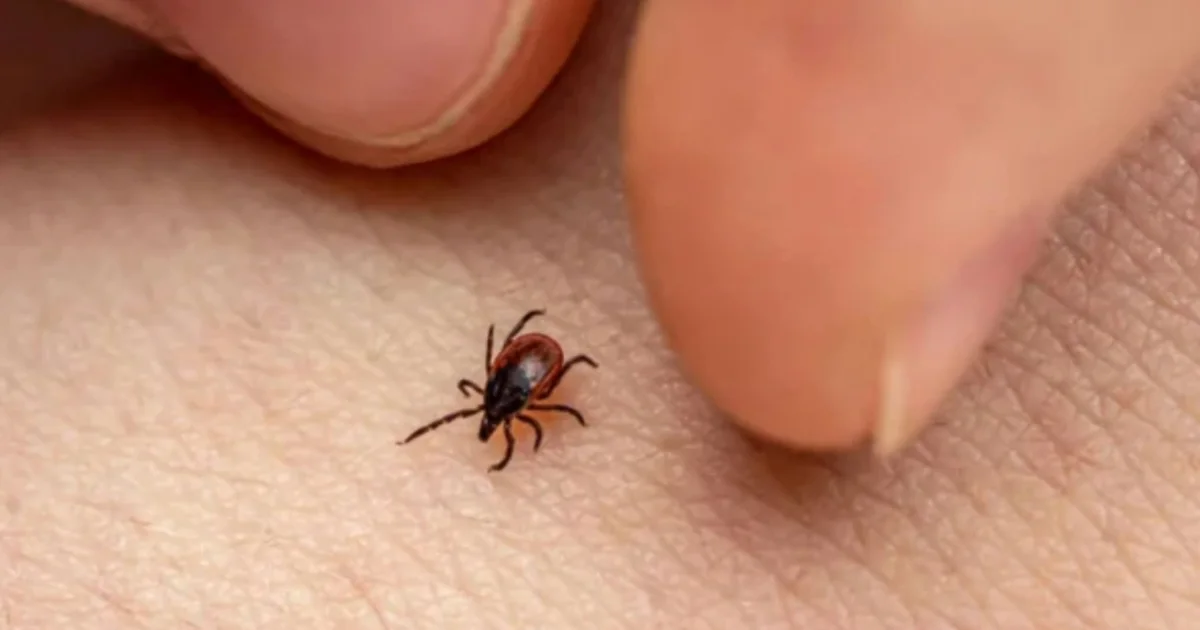Febre maculosa preocupa no interior de SP