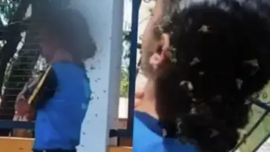 Menina socorrida por motoboy após ataque de abelhas surpreende ao revelar como está
