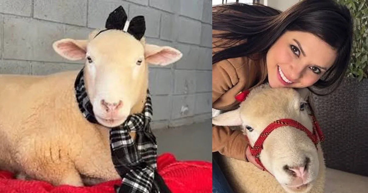 Morre Chanel, ovelha influenciadora que conquistou mais de 720 mil seguidores