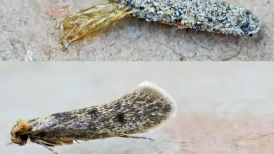 O curioso inseto que aparece nas paredes e nos tetos da casa: você sabe o que é?